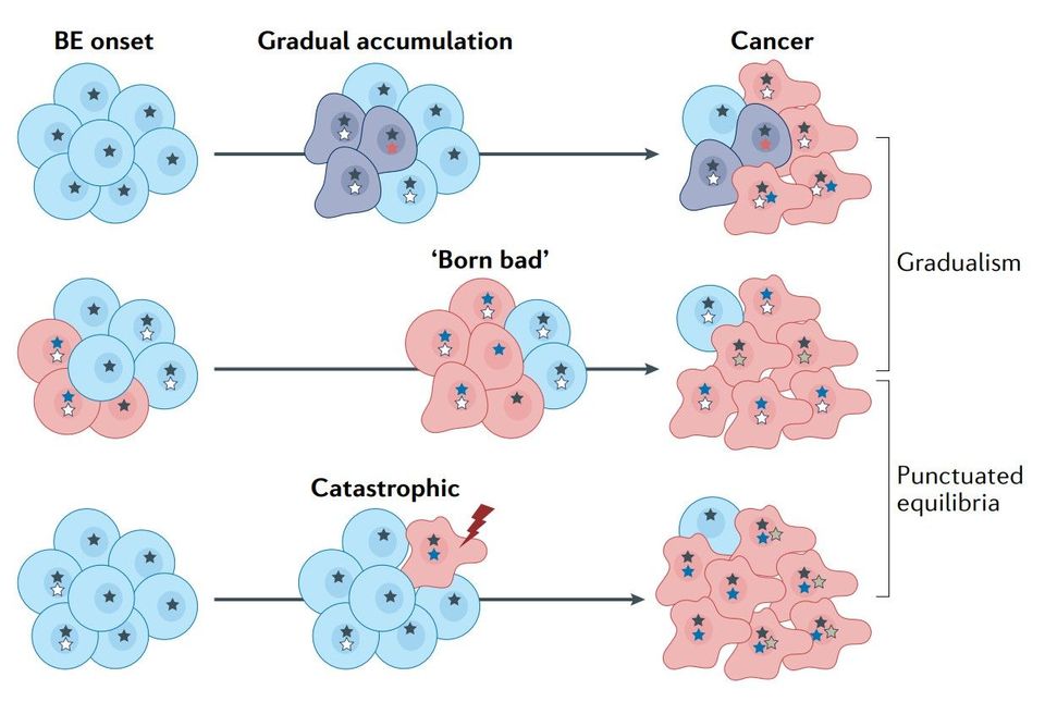 Evolution of esosphageal adenocarcinoma and implications for screening and surveillance