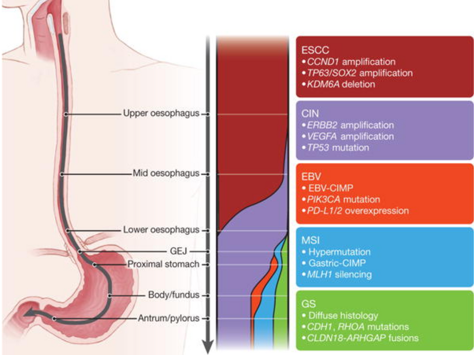 Discussion of underlying reasons for EAC/BE screening shortcomings